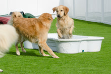 2 QTY Bone Pool™️ Package by One Dog One Bone™️